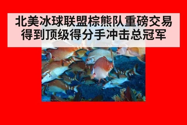 北美冰球联盟棕熊队重磅交易得到顶级得分手冲击总冠军