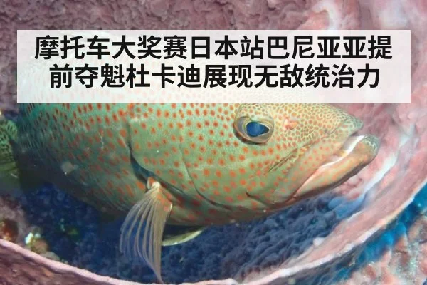 摩托车大奖赛日本站巴尼亚亚提前夺魁杜卡迪展现无敌统治力